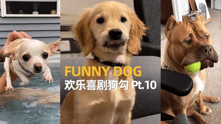 Anjing Komedi Ceria Bagian 10