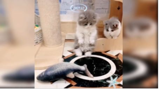 Cute and Funny Cats moments