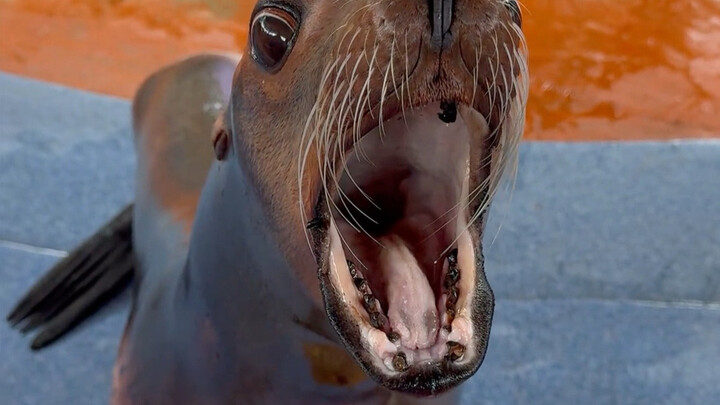 Singa laut: Menarik, menarik, menarik, menarik, menarik