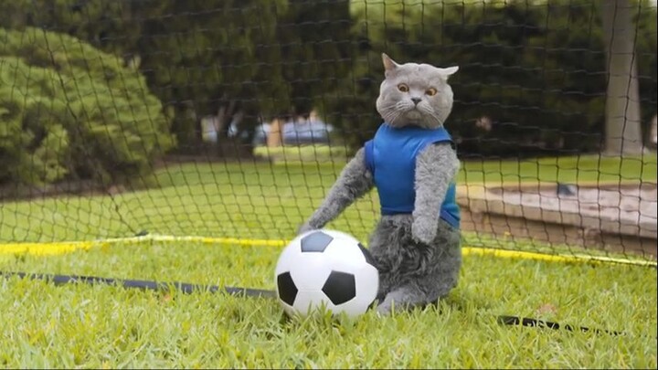 World Cup Cats