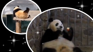 Pandas. Are you a real national treasure?