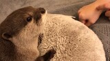 After the owner pretended to be bitten... the otter's reaction was so cute! [Sakura and Mochi]