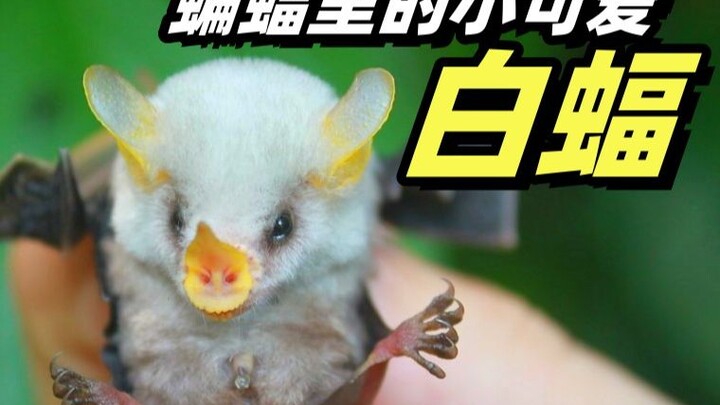 [Honduran White Bat] A little cutie among bats, with a nose that looks like a leaf, and a master bui
