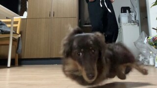 Anjing saya menjadi gila saat berlatih menari di rumah