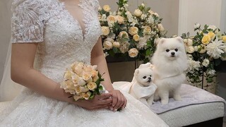 Binatang|Anjing Pertama Kali Menjadi Flower Girl