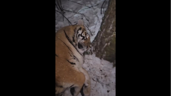 It's time for the tiger to take its medicine.