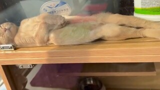 جوائز سلوك الحيوان 222