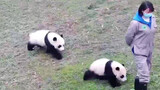 Animal|Giant panda collection