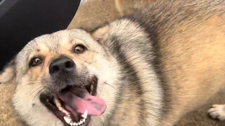 Ketika anjing bertemu kembali dengan pemiliknya yang sudah lama tak ditemui, hanya mereka yang perna