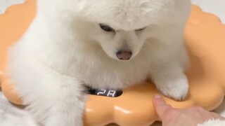 假装说他太胖了不能再吃零食而生气的狗狗