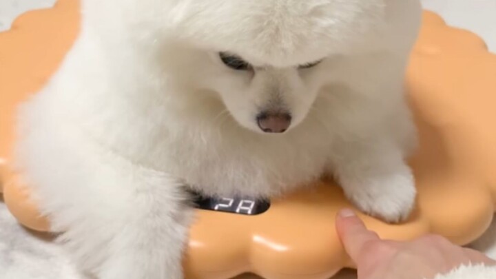 An angry dog pretending to be too fat to eat snacks