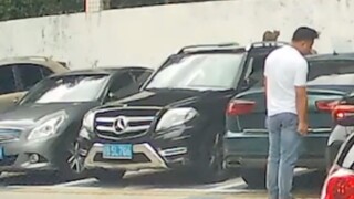 一生要强的猫猫