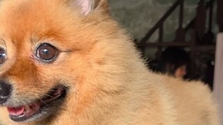 VID_20240826-PollysDog (1)