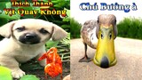 Dương KC | Bông Bé Bỏng Ham Ăn #5 | chó thông minh đáng yêu | funny cute smart dog pets Thú Cưng TV