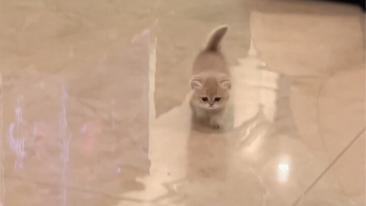 Pacar kamu belum tentu akan berlari datang menemuimu, tapi si kucing kecil pasti!!!