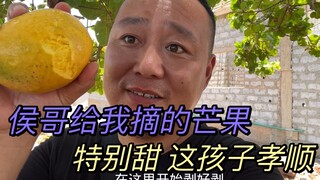 非洲徒弟摘芒果，他把最大的给我吃，我心里像抹了蜜一样甜