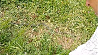 snake in vineyard