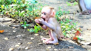 Baby Monkey Rockstar Is Smart And Tries Harder To Play Lonely