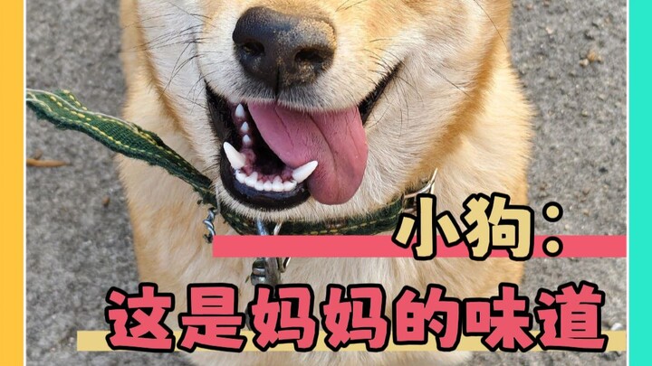Anak anjing: Kamu berbau seperti ibu