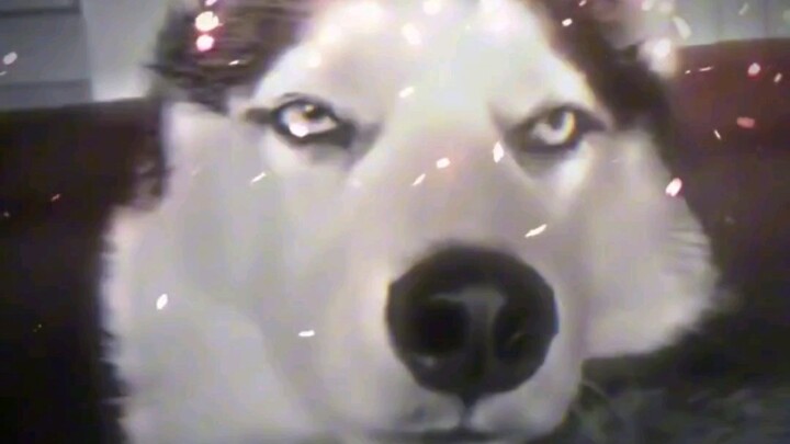 Pitbull: Look at what kind of thing you gave birth to?