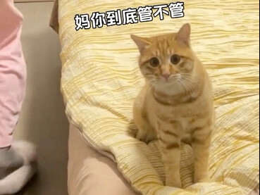 My bestie stayed over for the night, but the cat wouldn’t have it—check out that expression! Looks l