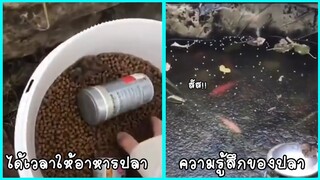 รวมคลิปตลกๆ : เเละนี่คือวิธีการให้อาหารปลาเเบบถูกต้อง…ต้องทำเเบบนี้!!