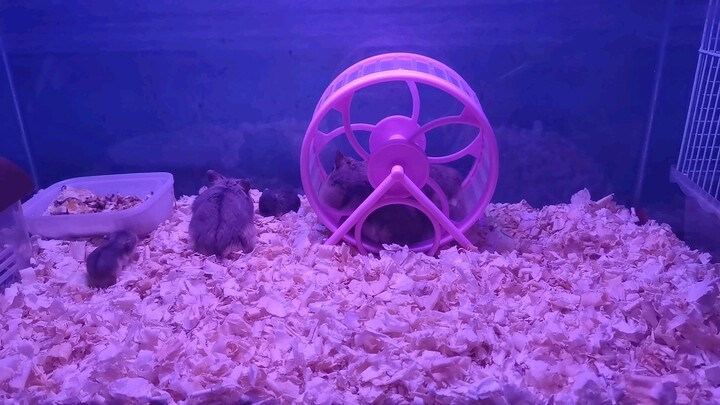 New pets