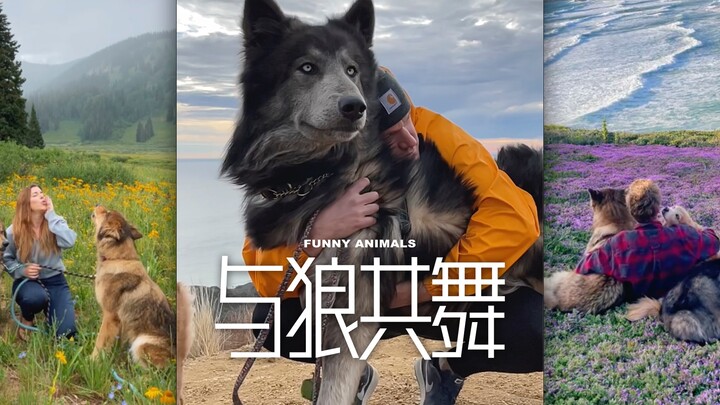 Mixed-breed wolf dog, I really want one‼️🥹