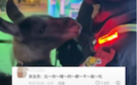 Probably the first alpaca to be summoned for a talk, huh? 😂😂😂