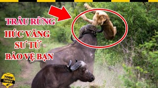 🔴 10 Khoảnh Khắc Siêu Cảm Động Cho Thấy Động Vật Còn Sống Tình Nghĩa Hơn cả Con Người