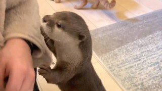 [Rái cá] Giữa chừng trò chơi, con mèo bất ngờ hôn con rái cá [Hoa anh đào và bánh gạo]