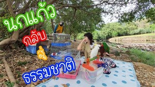 รีวิวนกแก้ว : คืนนกแก้วกลับสู่ธรรมชาติ @ น้ำตกวังตะไคร้ EP.100