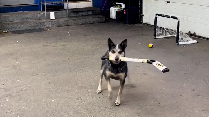 Anjing sangat mencintai olahraga; agar bakat olahraganya tidak terbuang sia-sia, sang pemilik bahkan