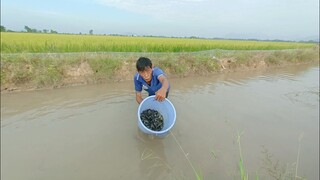 Vợ chồng Tư ra đồng mò vẹm vui quá vui