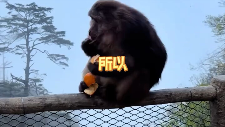 Cuối cùng thì cũng hiểu vì sao có những con khỉ lại sợ người rồi!