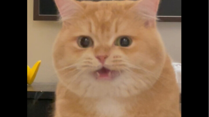 Huh? Why doesn't this kitten have a neck?