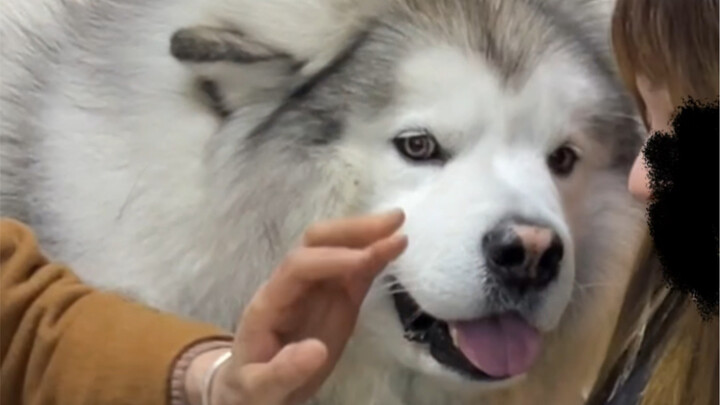 A puppy is the only love you can buy with money.