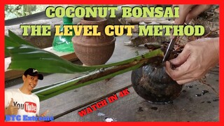 COCONUT BONSAI Level Cut Method | Cocobon Philippines