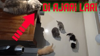 Merawat Kucing Umur 1 bulan imutz‼