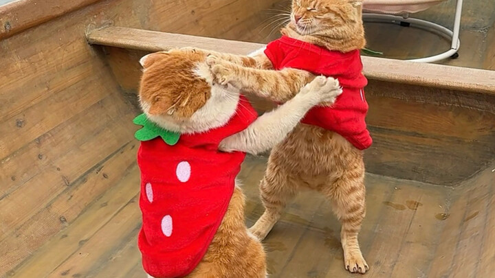 Mèo đánh cá của người bản địa ven biển