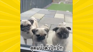 สัตว์เลี้ยงพื่อนขนปุย : สุดแบ๊วตัวปุ๊กปิ๊ก