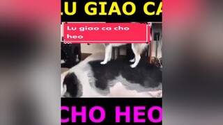 giaitri chócute chómèohàihước Lu thần thánh