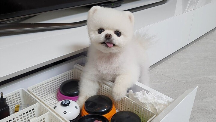 What’s the real reason why the dog is frantically ringing the doorbell at home, calling for its owne
