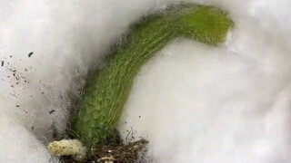 كيف يمكن أن يكون هناك وعاء نباتات لطيف إلى هذا الحد؟ إنه لطيف جدًا!