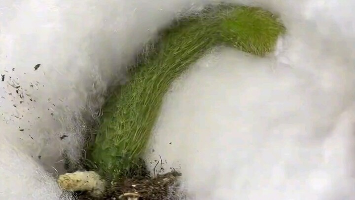 كيف يمكن أن يكون هناك وعاء نباتات لطيف إلى هذا الحد؟ إنه لطيف جدًا!