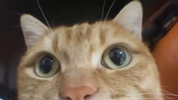 #short #trending #viral #catlove