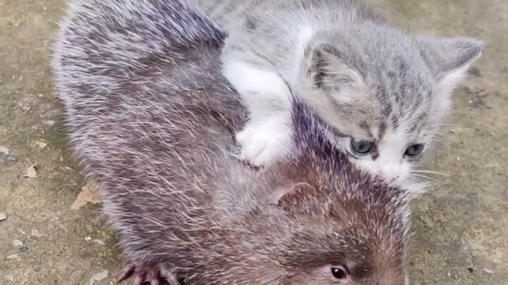 Kosmologi kucing kecil sedang dibentuk kembali