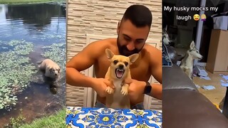 If a dog ends up like this, the owner is 90% responsible.