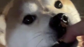 لا يا أهل البيت، هذه اليد لا تُحتمَل! لقد استسلمت لهذا الكلب!