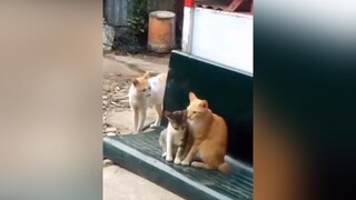 Drameo này ngang trái quá mèo cute foryou